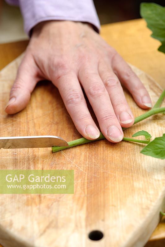 Step by step of grafting a tomato plant - Making a slanting cut to form a 'V' shaped end
