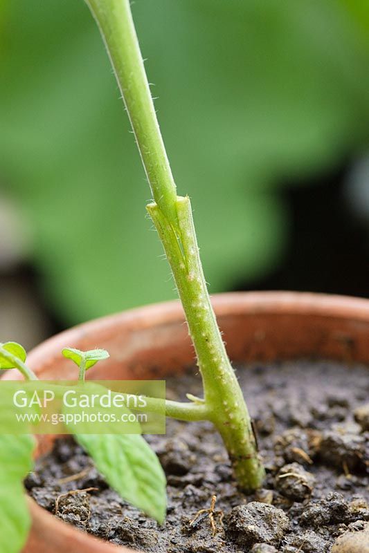 Step by step of grafting a tomato plant - Cutting inserted into rootstock