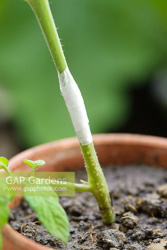 Step by step of grafting a tomato plant - Grafted section bound and covered with surgical tape