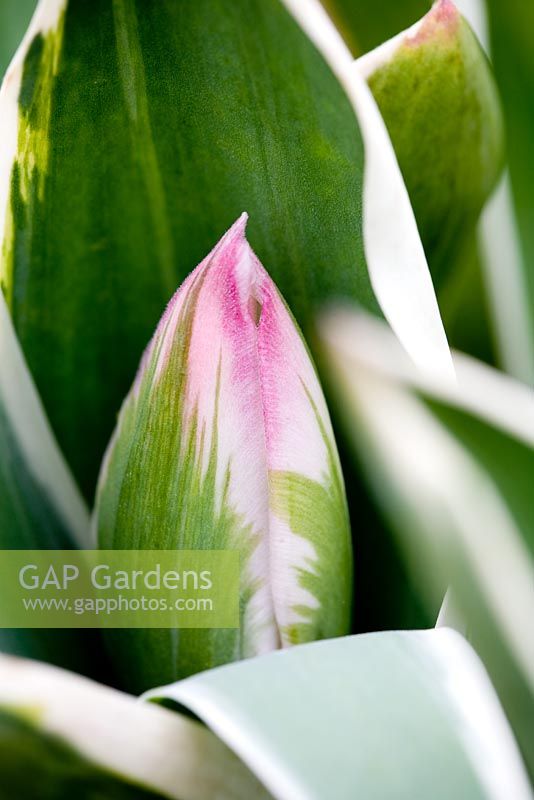 Tulip in bud - Kate Nicoll's Succession's Nursery, Oxfordshire