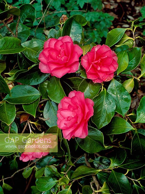 Camellia japonica 'Elegans Supreme'