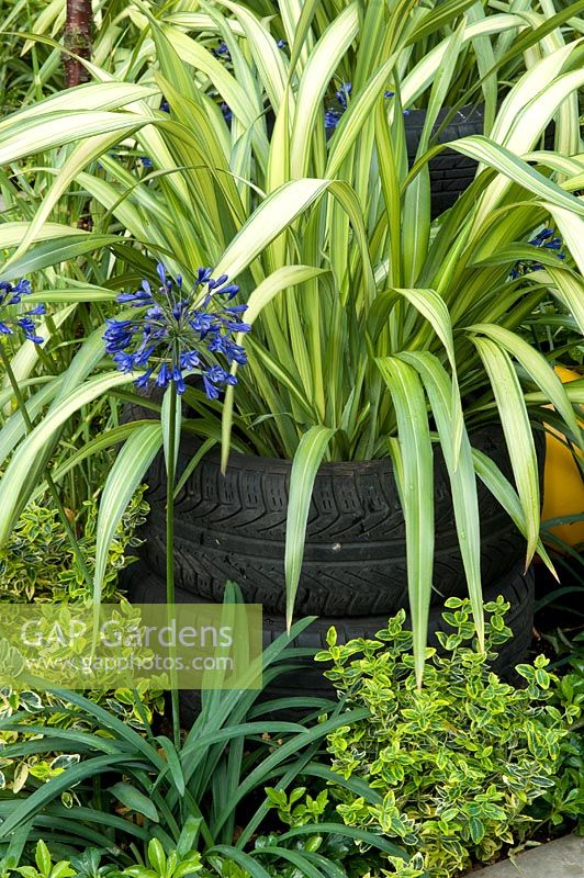  Phormium 'Yellow Wave' in container made of recycled tyre with Agapanthus and Euonymus fortunei 'Emerald and Gold'.
The  'I Promise' garden - RHS Hampton Court Palace Flower Show 2009
