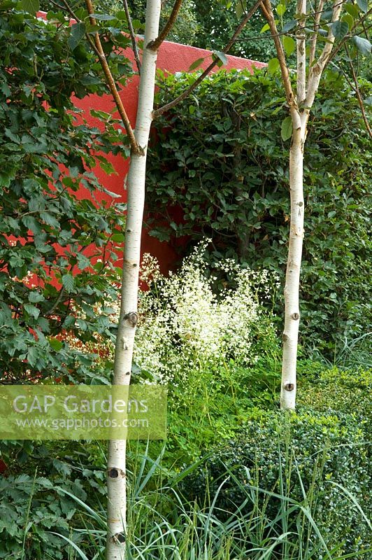 Painted red wall behind mixed border of Betula utilis var. jacquemontii, Persicaria and Viola - 'Urbanise', RHS Hampton Court Palace Flower Show 2009