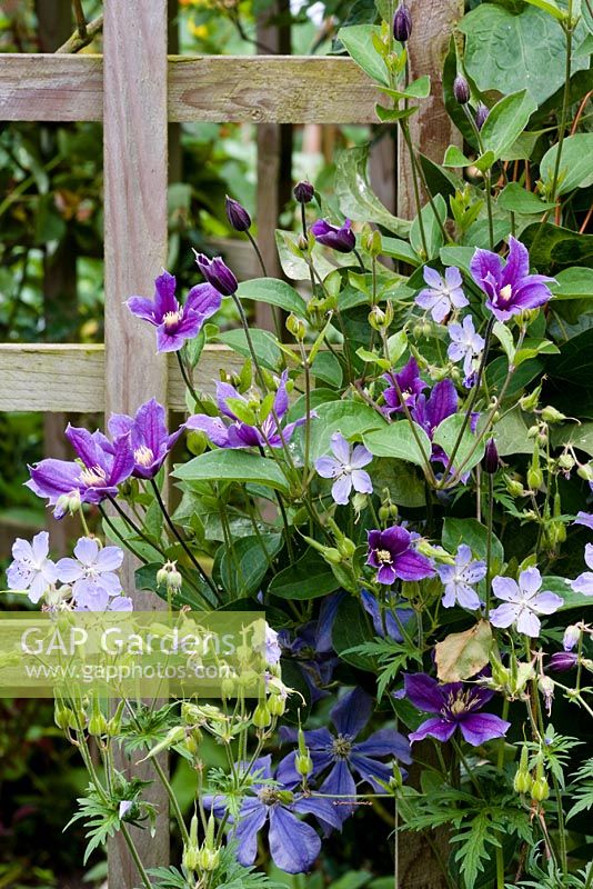 Clematis 'Arabella'  AGM with Geranium possibly 'Mrs Kendall Clarke'
