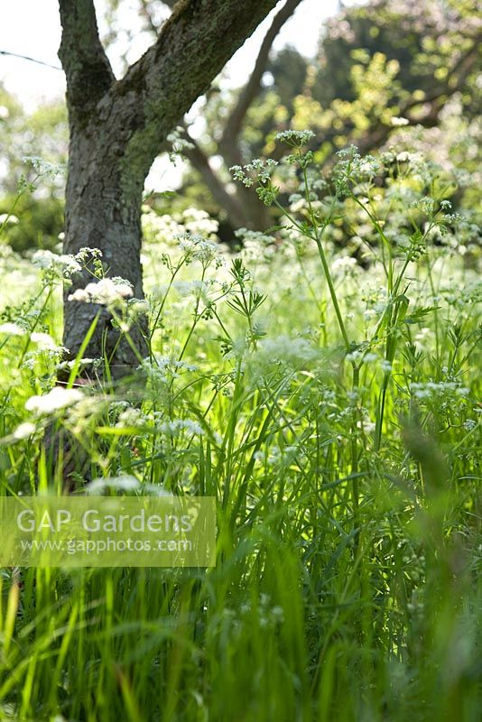 Anthriscus sylvestris - Cow parsley and grasses in orchard at Amwell cottage garden, Hertfordshire, UK, May