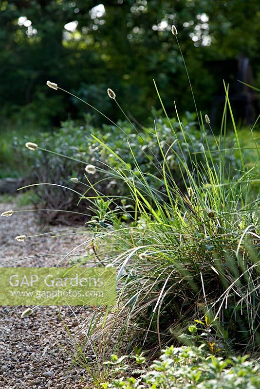 Sesleria nitida - Nest Moor Grass