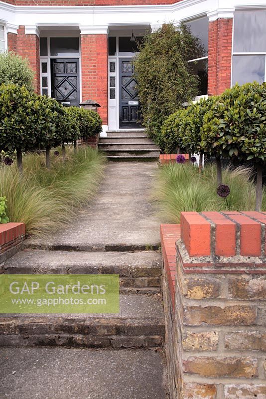 Standard Bay underplanted with Stipa and Allium 'Purple Sensation' in an urban front garden with brick and concrete steps