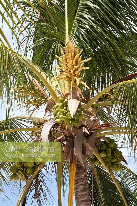 Cocos Nucifera - Coconut palm