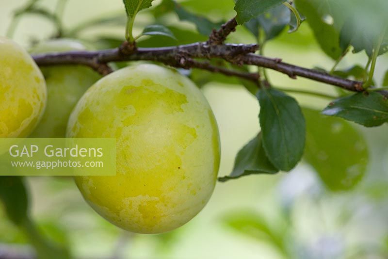Prunus cerasifera 'Golden sphere' 