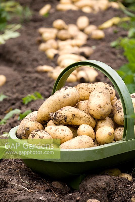 Potatoes 'Charlotte' freshly harvested