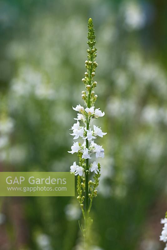 Linaria purpurea 'Springside White'