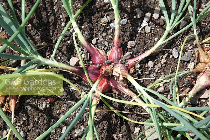 Allium cepa 'Mikor' - Shallots