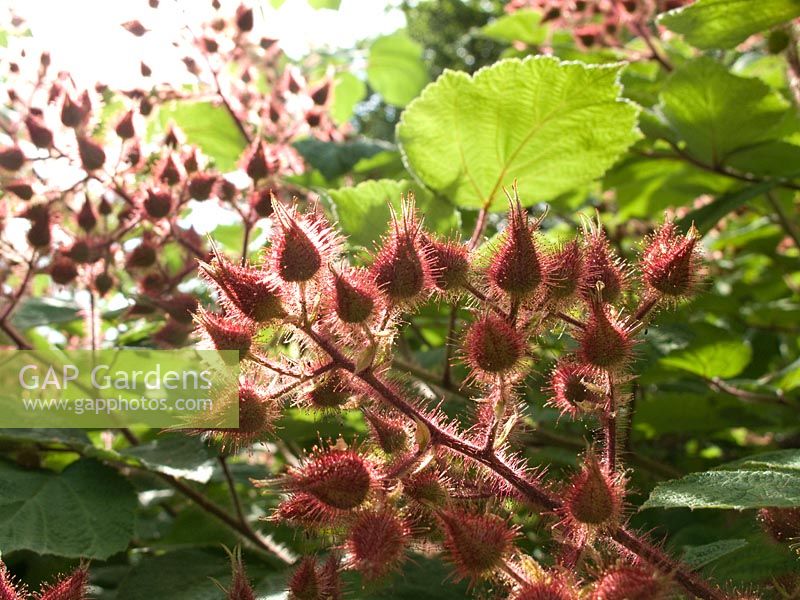 Rubus phoenicolasius - Japanese Wineberry