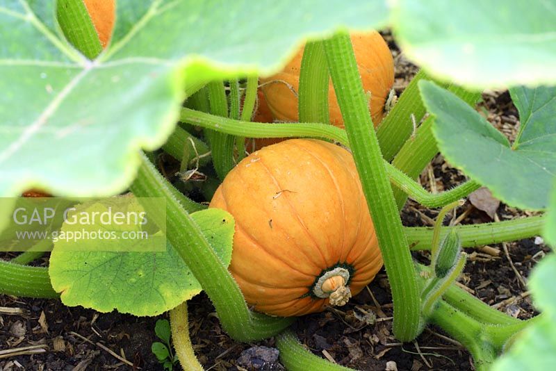 Cucurbita - Gold or golden nugget squash in early August