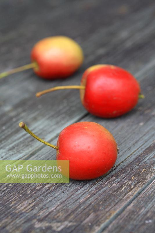 Malus - Crab apples on wooden surface