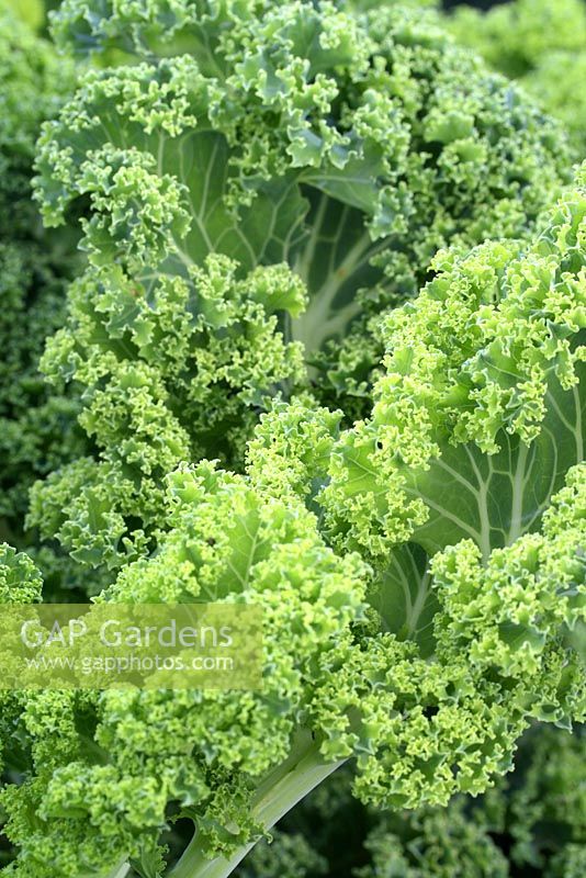 Brassica 'Tall Green Curled', sometimes known as 'Tall Scotch Curled' - Kale in early August