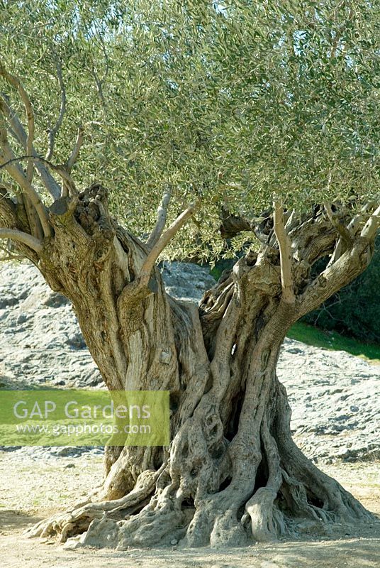 Olea europa - Olive tree