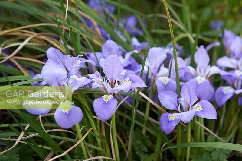 Iris unguicularis - Winter flowering Iris 