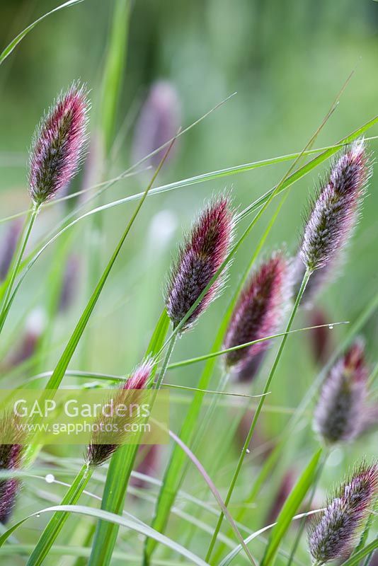 Pennisetum 'Red Buttons'