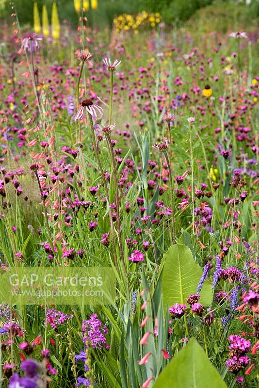 Echinacea pallida, Dianthus carthusianorum - North American Meadow, RHS Gardens, Wisley