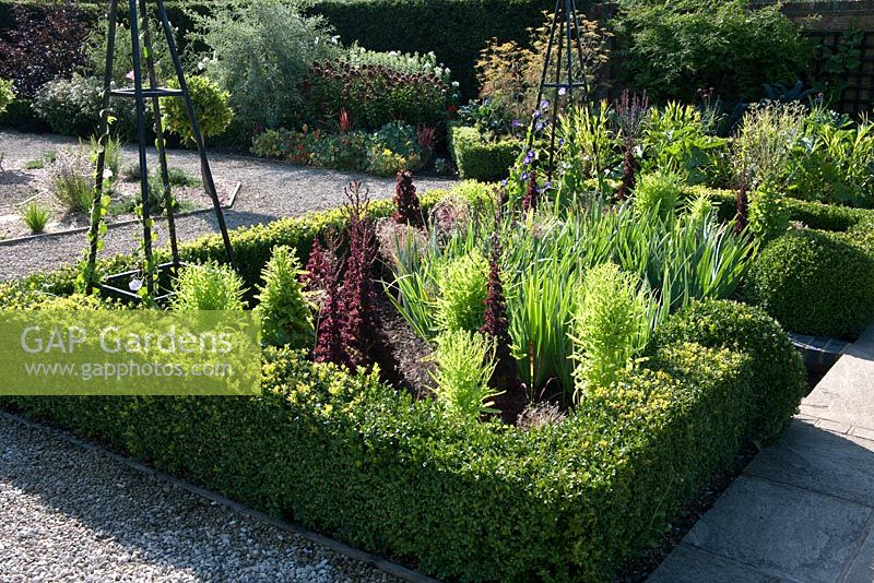 Parterre style border with Allium christophii and lettuces 'Red Lollorossa' and 'Oakleaf' running to seed - Merriments Gardens, East Sussex in August