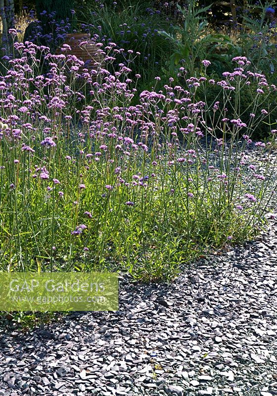 Verbena bonariensis with slate, blue glass and granite chippings - The 'Blue Garden' at Merriments Gardens, Hurst Green, East Sussex in August 
