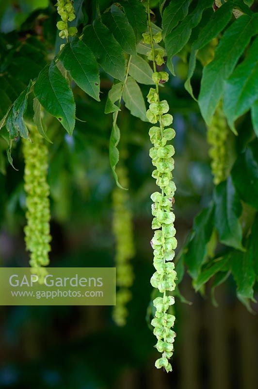 Pterocarya fraxinifolia - Caucasian Wing Nut Tree 