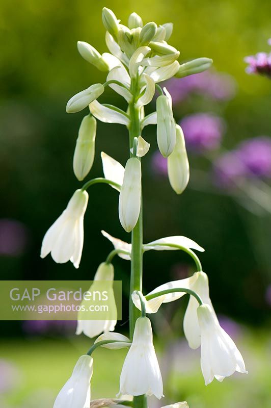 Galtonia candicans -  Summer Hyacinth. Wisley RHS Garden.