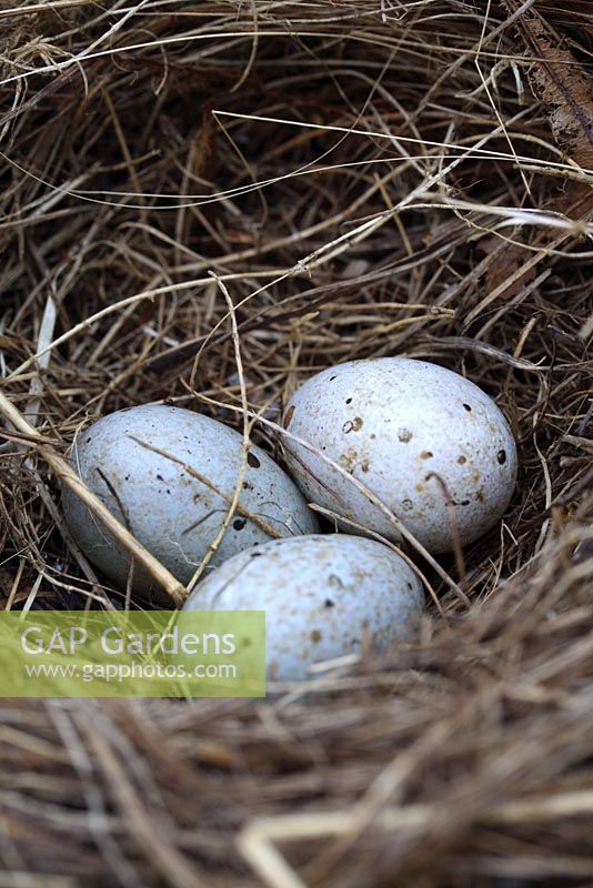 Blackbird's nest with three eggs
