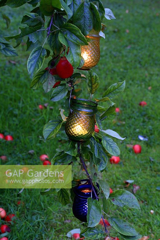 Glass lanterns hanging in an apple tree at dusk