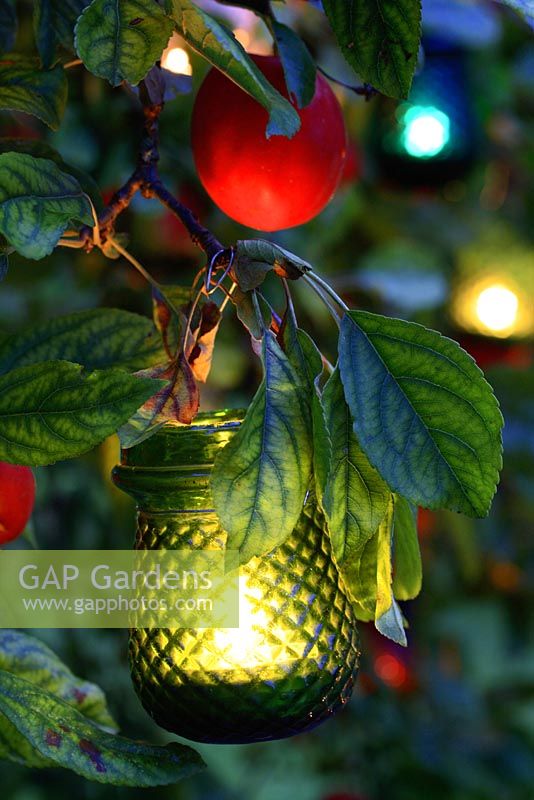 Glass lantern hanging in an apple tree at night