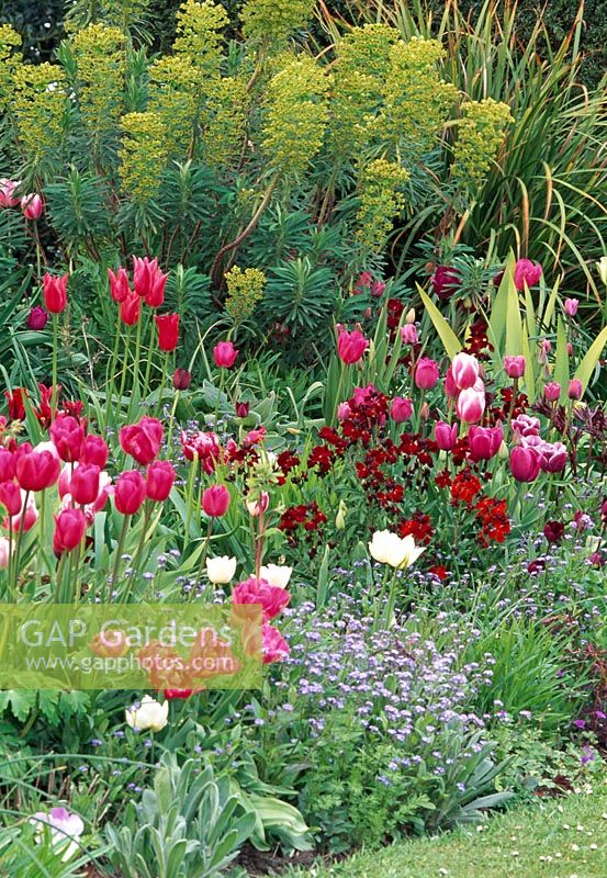 Tulipa 'Queen of Marvel', 'Attila', 'China Pink' and 'Valentine'. Wallflower 'Blood Red', Euphorbia wulfenii. Glebe House, Monmouthshire, Wales.