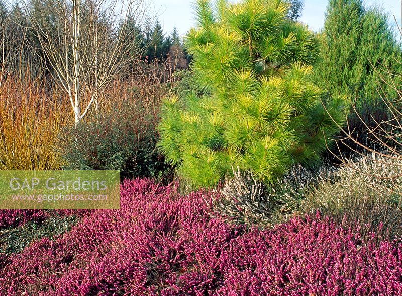 Heather garden in winter. Pinus radiata 'Aurea', Betula 'Snow Queen', Erica 'Kramers Rote'