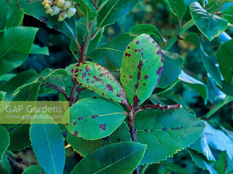 Septoria unedonis - Arbutus leaf spot 