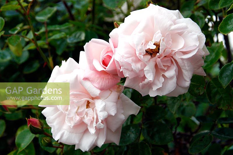 Rosa 'New Dawn' with foliage showing characteristic downy mildew - Peronospora sparsa