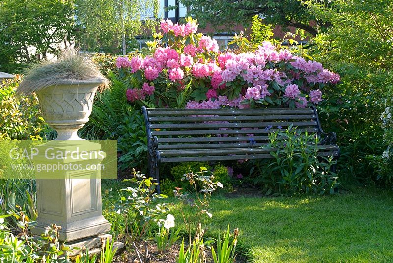Suburban garden with stoneware garden urn in rose border and bench backed by Rhododendrons