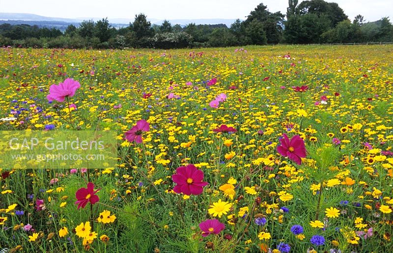Colourful French wildflower seed mixture in a meadow in Sussex
