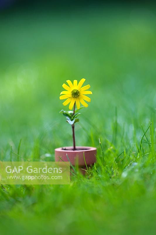 Little yellow flower in minature flowerpot on lawn