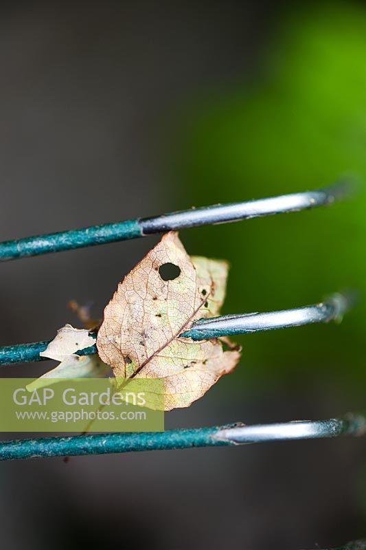 Old leaf speared by a garden rake