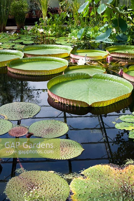 The Lily House pond with Victoria Cruziana water lily plants floating on the surface - Oxford botanical garden glasshouse