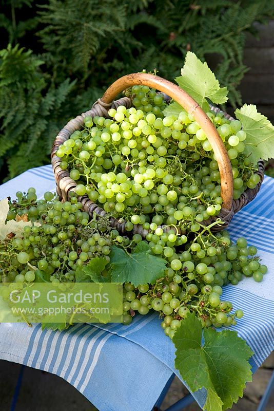 Harvested 'Muller-Thurgau' grapes in basket on tabletop 