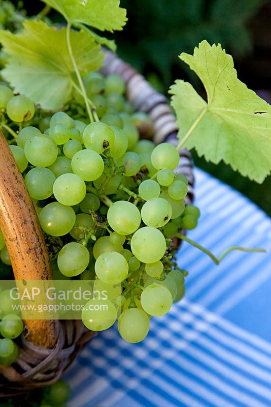 Harvested 'Muller-Thurgau' grapes in basket on tabletop
