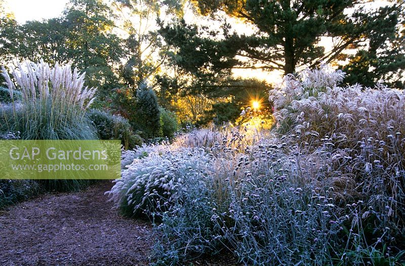 Frost covered grasses and seedheads of perennials including Pennisetum alopecuroides 'Hameln', Verbena bonariensis, Miscanthus sinensis 'Ferner Osten' and Cortaderia selloana 'Sunningdale Silver' in the Decennium border at Knoll Gardens, Dorset. November.
