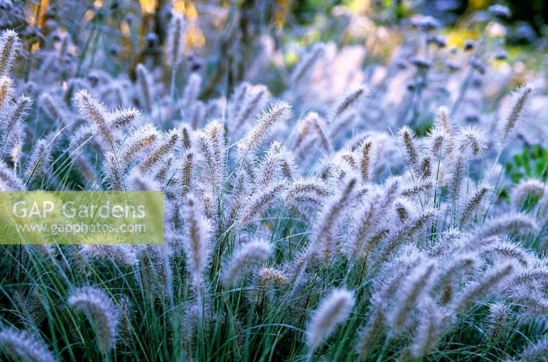 Pennisetum alopecuroides 'Hameln' covered with frost at Knoll Gardens, Dorset. November
