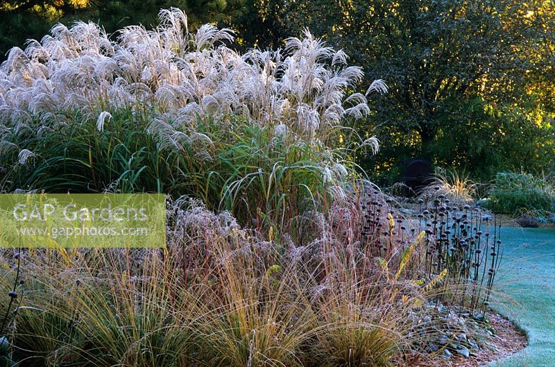Frost covered Miscanthus sinensis 'Blutenwunder' with other grasses and seedheads of perennials in the Decennium border at Knoll Gardens