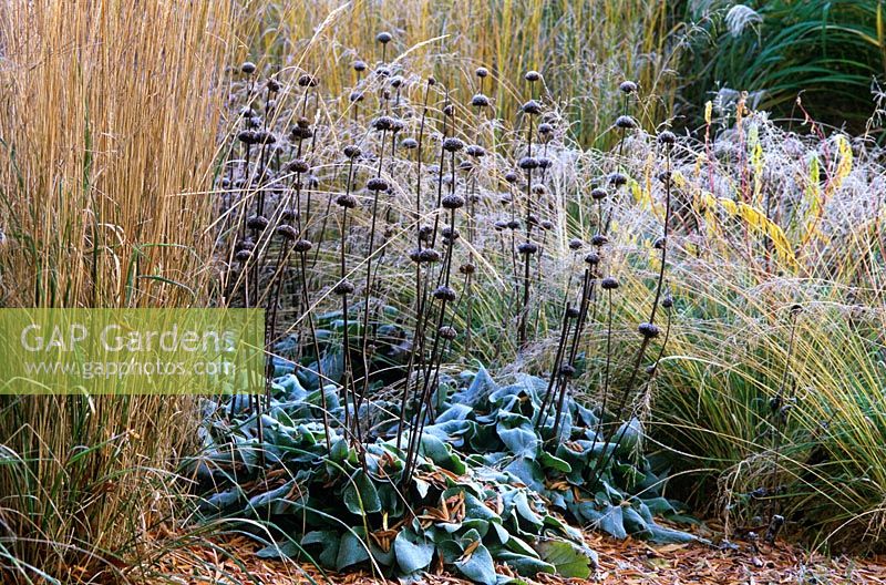 Frost on Phlomis russeliana with grasses in the Decennium border at Knoll Gardens
