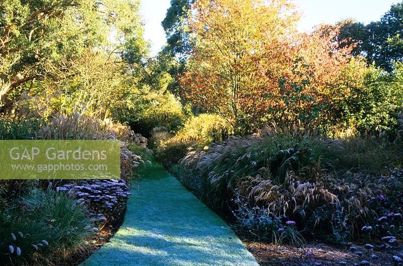 Frost on the Long Walk autumn borders of grasses, perennials, trees and shrubs in November at Knoll Gardens, Dorset. November. Miscanthus, Pennisetum, Sedum, Verbena bonariensis, Sorbus.