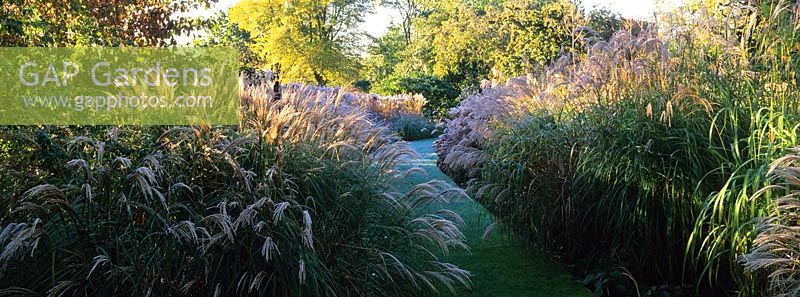 Path leading through borders of Miscanthus sinensis in frost at Knoll Gardens, Dorset. November.