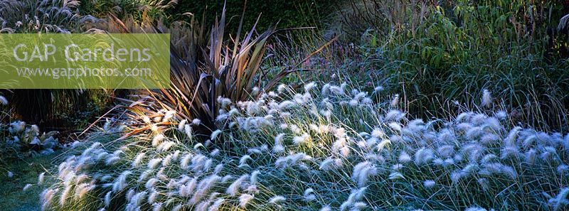 Pennisetum villosum, Phormium tenax Purpureum Group with other grasses and perennials in frost at Knoll Gardens, Dorset. November