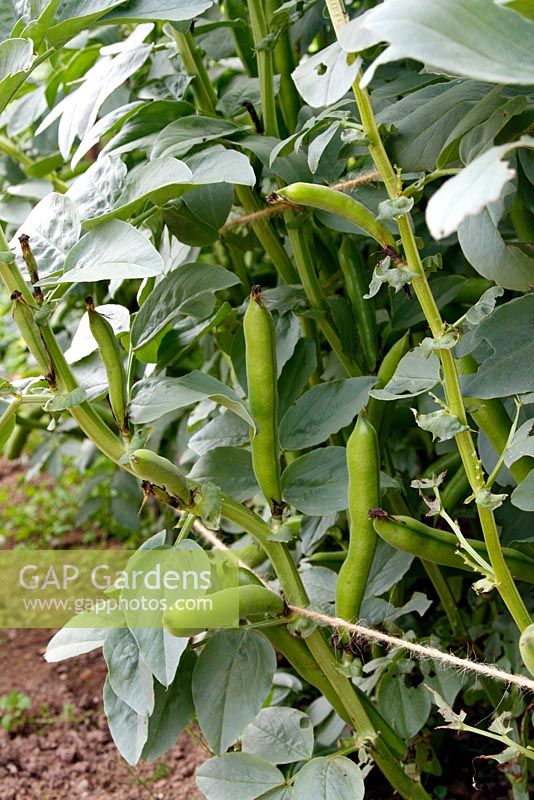 Vicia faba 'Witkiem' - Broad Bean